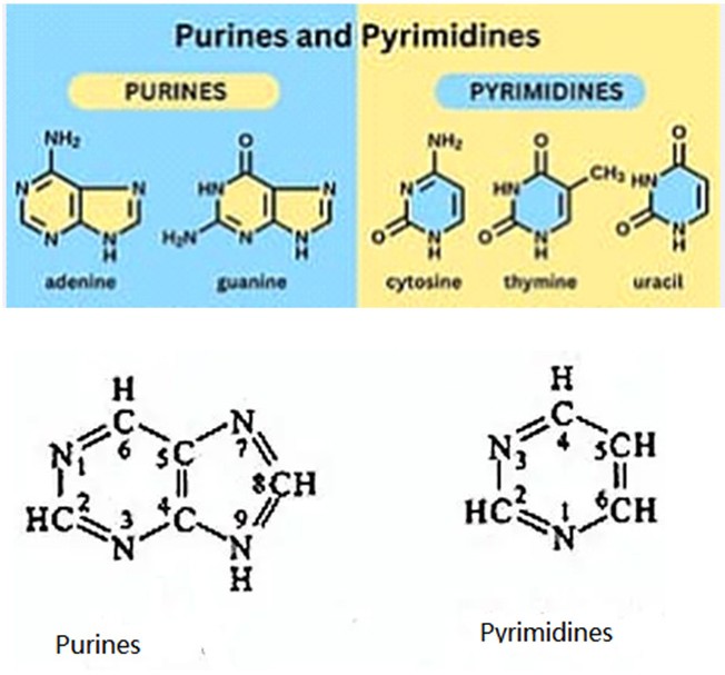 Figure 3: Structures of Purines and Pyrinidines.
