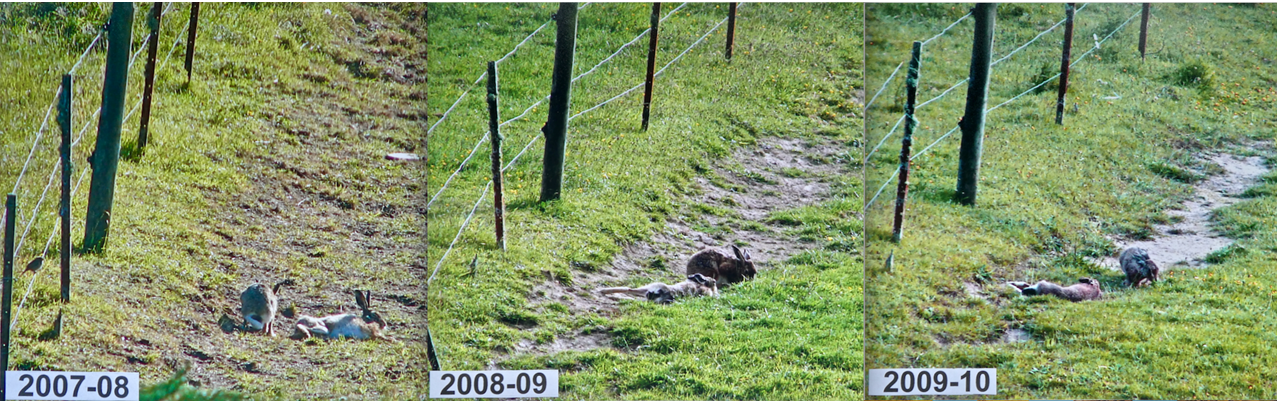 Figure 1: Hares “watch-guarding” at the same post for three years.