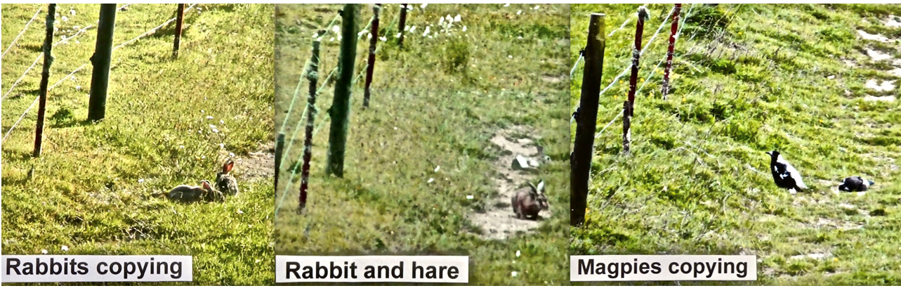 Figure 2: Rabbits, rabbit and hare, and magpies copying hares at the same post.