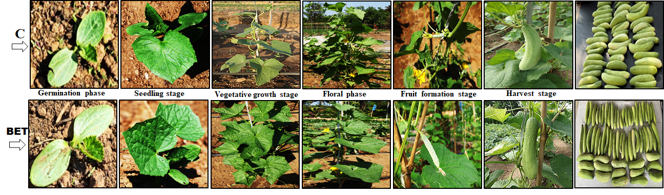 Figure 1: Representative images illustrated the changes in vegetative growth characteristics of cucumber at different stages. C: Control group; BET: Blessing/biofield energy treatment group.