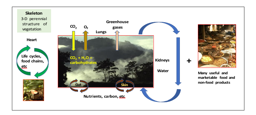 Figure 1: Trees perform many ecological functions. In addition to being the lungs of the world, their functions embrace those of kidneys, skin, gut, heart and the skeleton (Source: Leakey, 2024).