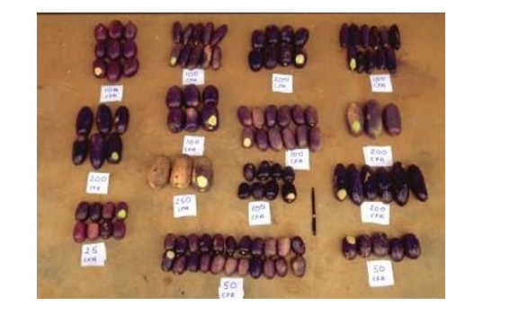 Figure 2: Priced fruits of Dacryodes edulis (Safou) from a market stall in Yaoundé, Cameroon showing the market recognition of tree-to-tree variation in fruit size, flavour, colour and other desirable traits (Source: Leakey, 2012).