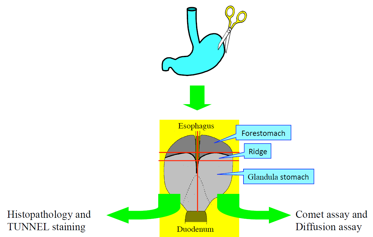 Figure 2: Glandula stomach, and ledge were divided in two; one part of each was fixed in 10% formaldehyde. Another part of each was used for the comet and diffusion assays; the upper and lower layers of mucosa of glandula stomach were scraped separately into 4 mL chilled homogenizing solution (pH 7.5) containing 0.075 M NaCl and 0.024 M Na2EDTA and homogenized gently using a Potter-Elvehjem type homogenizer at 500 - 800 rpm, in ice. To obtain nuclei, the homogenate was centrifuged at 700_g_ for 10 min at 0°C, and the precipitate was re-suspended in chilled homogenizing buffer [12]. Seventy-five µL agarose GP-42 was quickly layered on a slide (Matsunami Glass Ind., Ltd., Osaka, Japan) coated with agarose GP-42 and covered with another slide. The slide sandwiches were placed horizontally to allow the agarose to solidify. The nucleus suspension was mixed 1:1 (v/v) with 2%, 45oC, agarose-LGT, and 75 µL of the nucleus mixture was quickly layered in the same manner after removal of the covering slide. Finally, 75 µl of agarose GP-42 was quickly layered on again. Three slides were prepared from nuclei isolated by homogenization of each sample and were placed in a chilled lysing solution (2.5 M NaCl, 100 mM Na2EDTA, 10 mM Trizma, 1% sarkosyl, 10% DMSO, and 1% Triton X-100, pH 10) [9] and kept at 0oC in the dark for about one night.