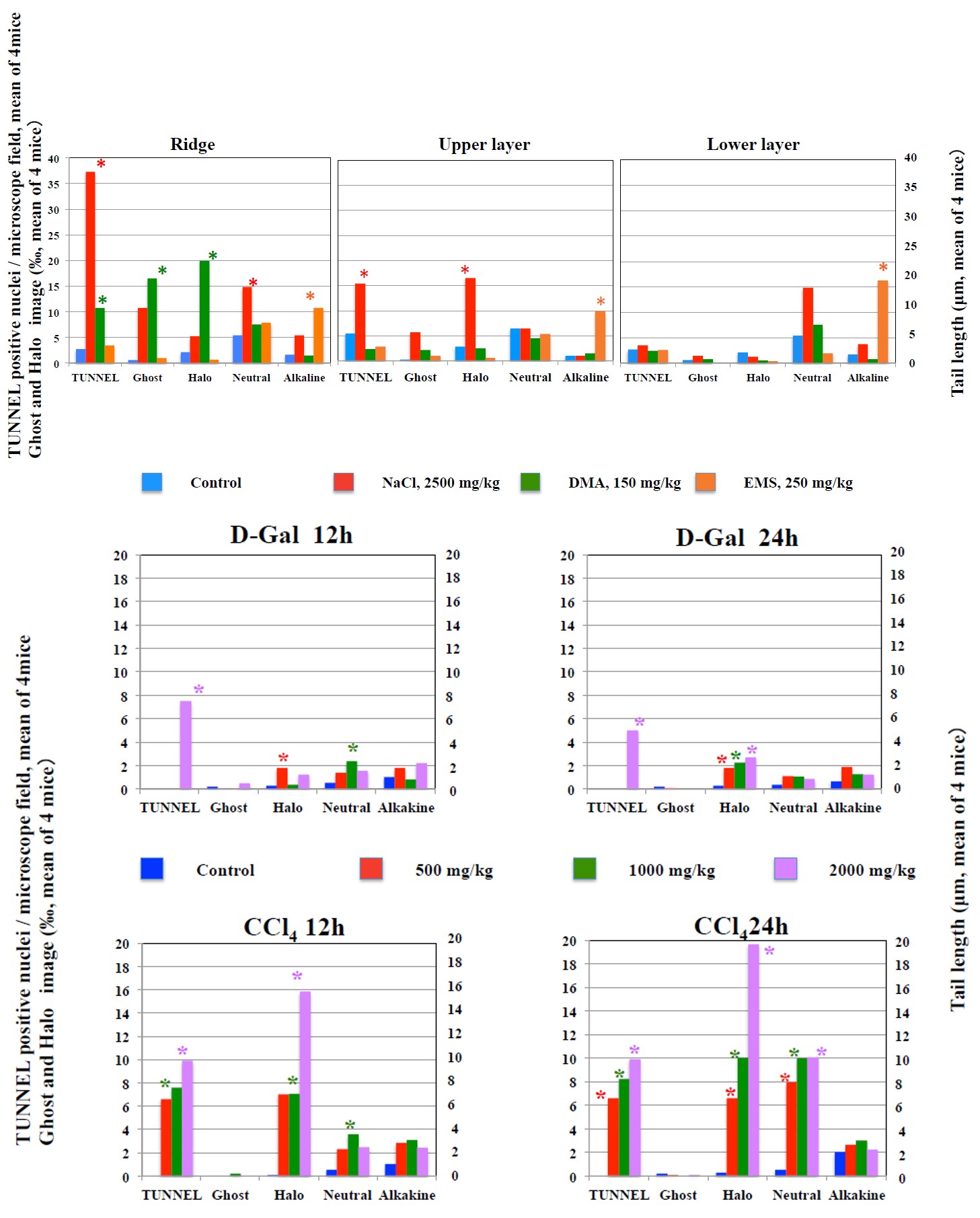Figure 3: Results of TUNNEL assay, diffusion assay, and neutral comet assay, and alkaline comet assay in the stomach mucosa.