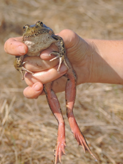Figure 1: California Red-legged Frog adult. By D. Riensche.