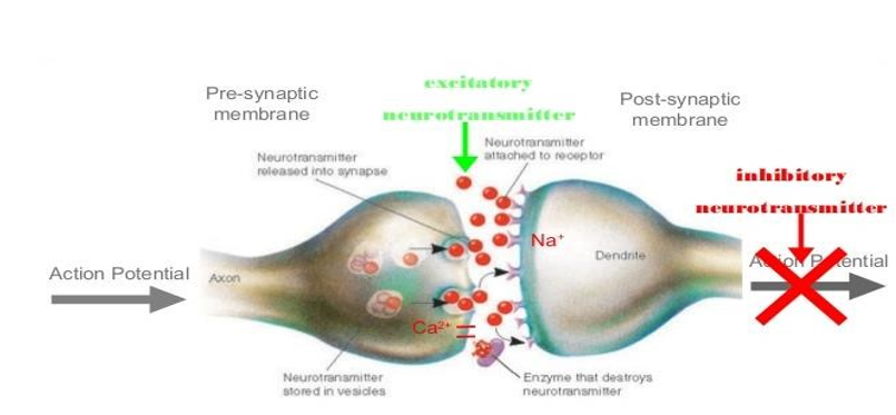 Figure 1: Pathophysiology of epilepsy.