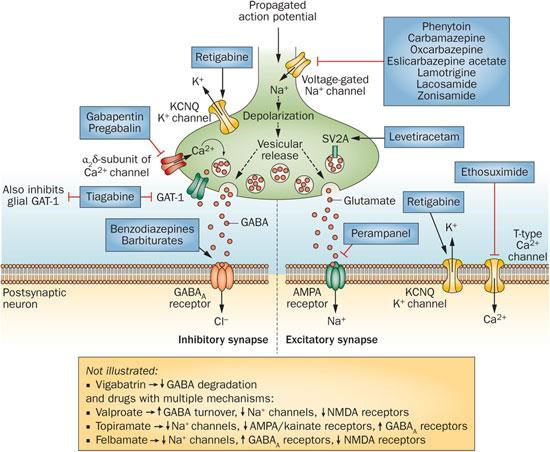 Figure 2: Mechanism of action of Antiepileptic drugs.