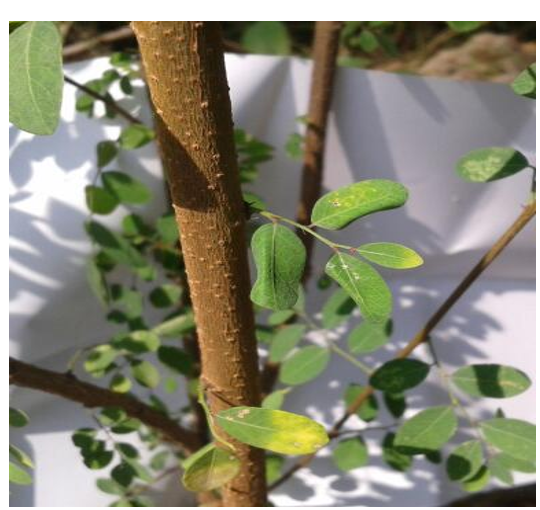 Figure 5: Phyllanthus reticulatus poir.