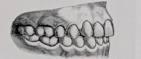 Figure 14: Models after expansion: Bogue 1887.