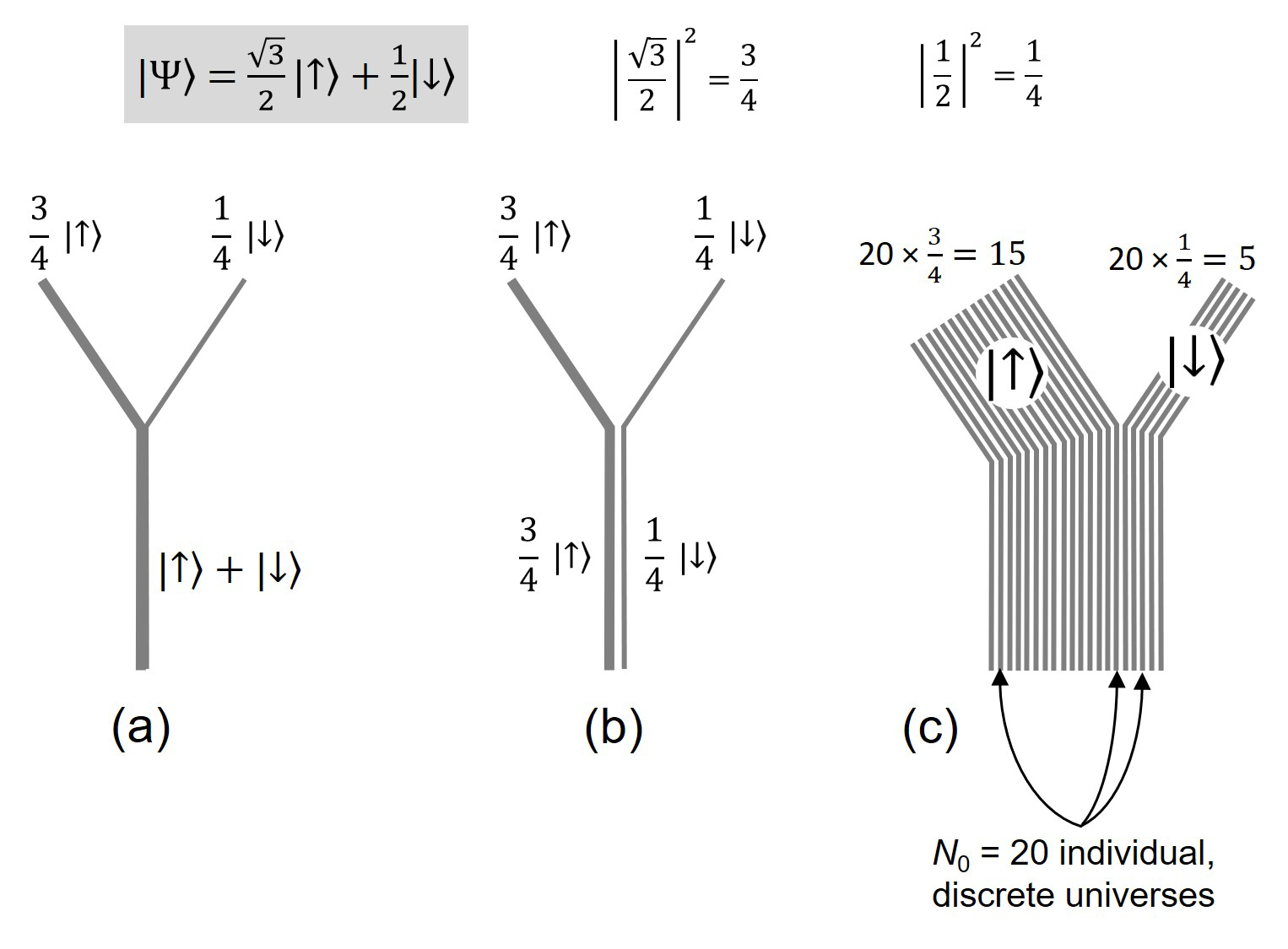 Figure 2: The branching for the two outcomes of the 60º Stern-Gerlach experiment described in the text is shown in (a), with weightings according to the absolute squares of the probability amplitudes. The equivalent divergent/discrete picture is shown as two separate, weighted universes in (b). In (c), each of these two weighted universes is divided into multiple identical copies in numbers proportional to the weights.