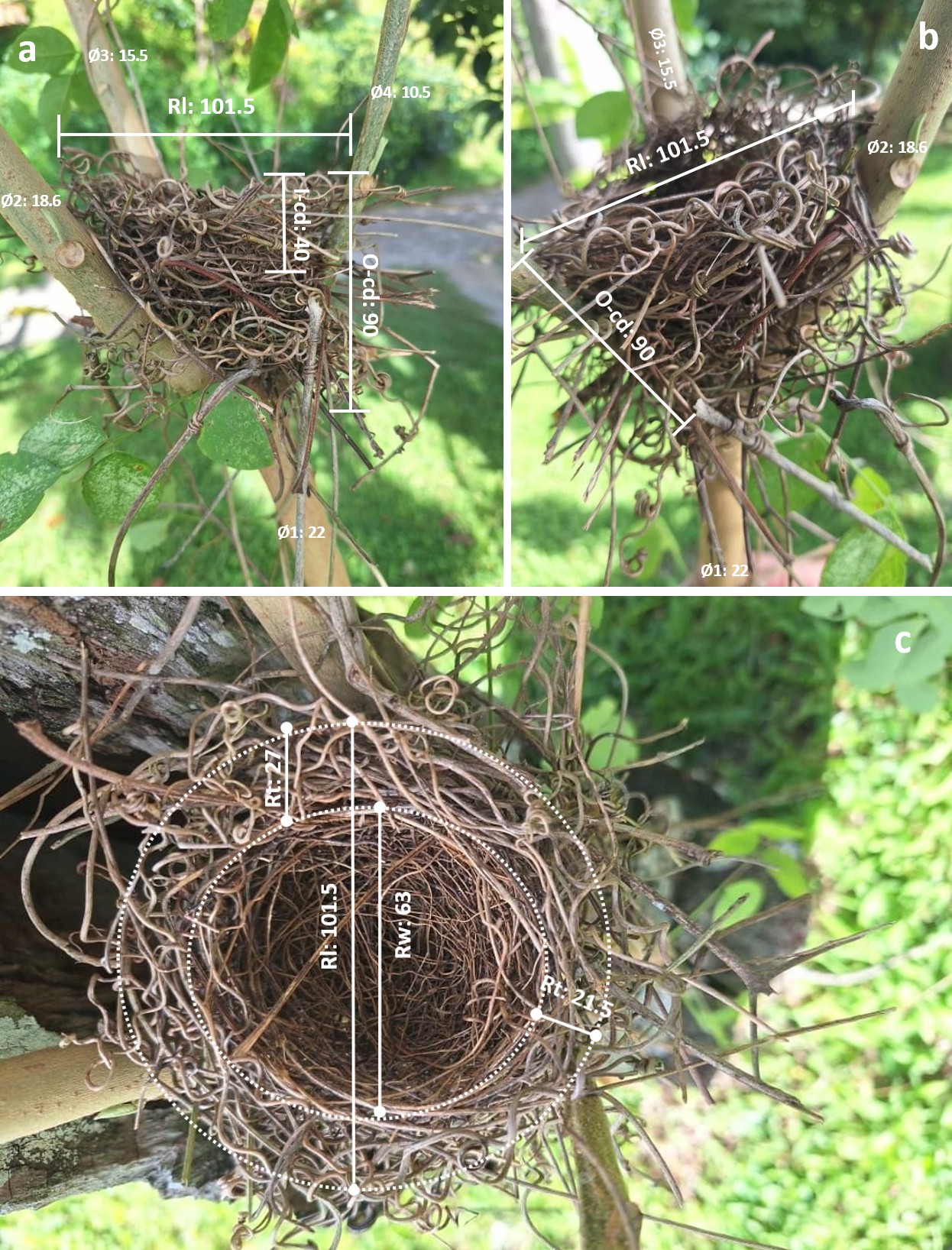 Figure 1: Ultramarine Grosbeak Cyanoloxia brissonii nest measures: a, front view; b, back view; c, over view. Nomenclature: Outer-cup depth (O-cd); Inner-cup depth (I-cd); Cup-rim thickness (Rt); Cup-rim length (Rl); Cup-rim wide (Rw). Nest support plant, Cassia fruticosa (Fabaceae). Ø1–Ø4 = support branch diameters. All measures in mm. Photos: C. Verea.