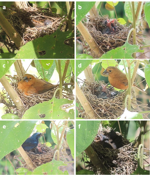 Figure 2: Nestling development and parental care in the Ultramarine Grosbeak Cyanoloxia brissonii from Venezuela: a, newly- hatched nestling; b, four-day-old nestlings with the eyes open; c, female brooding; d and e, parents carrying food; f, nine-day- old nestlings, body plumage almost complete, only the head remain featherless. Photos: C. Verea.