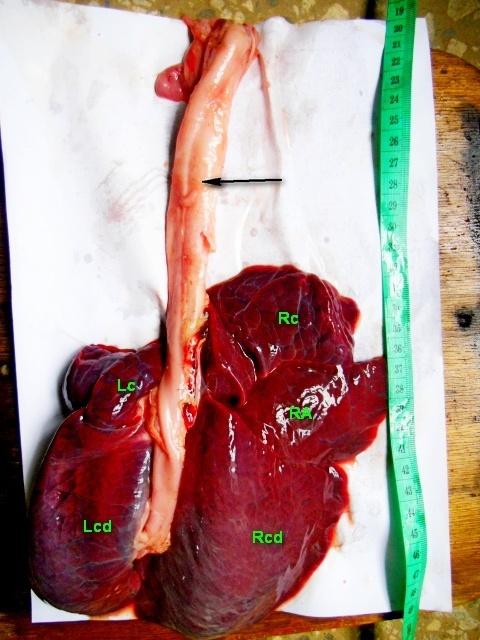 Figure 7: In the left apical lobar bronchi is formed by the first bronchiole of the lateral bronchiole (directed laterally). The bronchioles of the dorsal, ventral and medial bronchiole constitute the left caudal lobe bronchi as in (Figure 10).