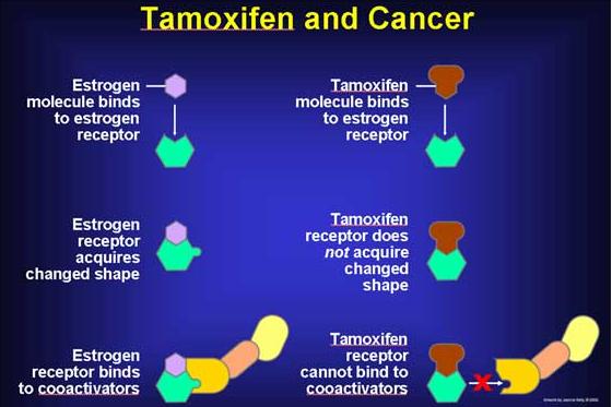 Figure 2: Mode of action of Tamoxifen.
