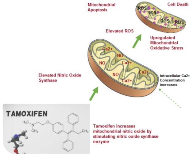 Figure 3: Tamoxifen as mitotoxic agent (Killing Mitochondria).