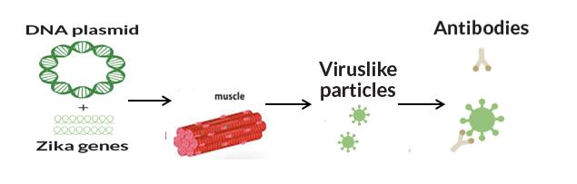 Figure 4: Types of vaccines against Zika.
