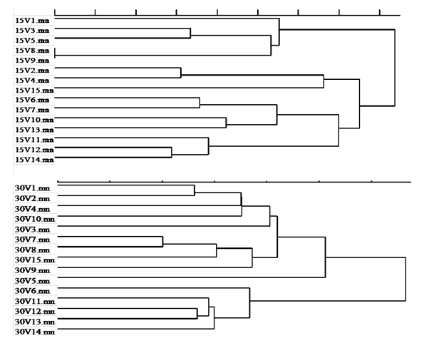 Figure 2: Dendogram structure depicting the homogeneity of spectral reflectance obtained from five control seedlings that were measured simultaneously with CCCVd-inoculated seedlings at 15 dai and 30 dai.