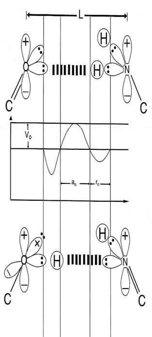 Figure 1: Schematic of “metastable” keto-amino and “ground state” enol-imine hydrogen bonds. (Amino protons encounter quantum uncertainty limits [2], ΔxΔpx ≥ ħ/2, introducing probabilities of EPR [29- 31,35-39] arrangements, _keto-amino ―(entanglement)→_ _enol−imine._ The asymmetric double-well potential represents an energy surface “seen by” a metastable hydrogen bonding amino proton, and a “ground state”, entangled enol or imine proton. Product enol and imine protons are entangled [7-10], and are each shared between two indistinguishable sets of electron lone-pairs, and thus, participate in entangled quantum oscillations, │+>⇄ │─>, between near symmetric energy wells, occupying intramolecular decoherence-free subspaces [67-69]).
