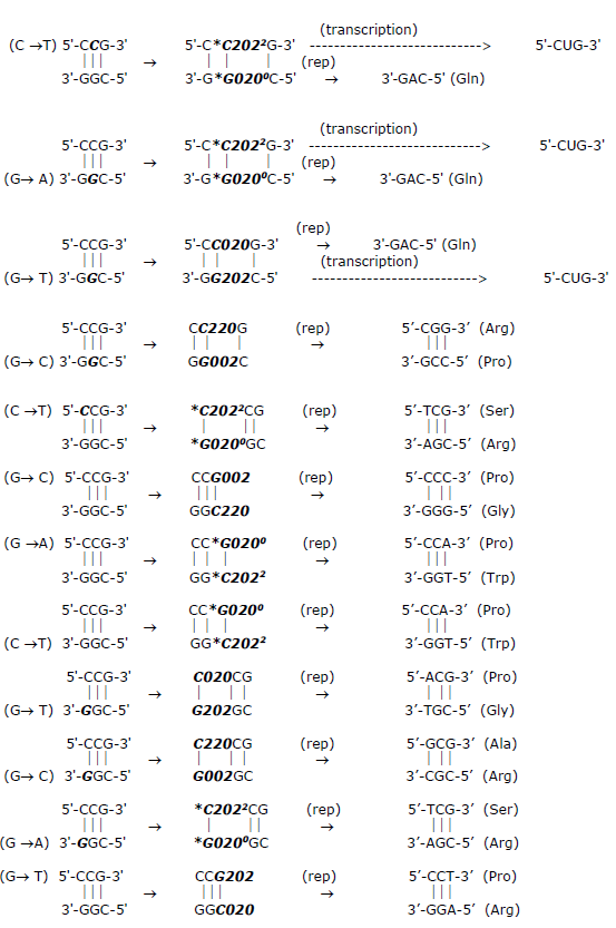 Figure 10: Base substitution pathways generated by EPR arrangements, _keto-amino → enol-imine_, and introducing entangled proton qubit states in duplex triplet repeats of (a) CCG/GGC and (b) CAG/GTC. The specific substitutions are in parentheses, e.g., (C → T), adjacent to the reactive 5' or 3' strand of the triplet duplex. The initial product is selected by the proton qubit “trapped” in a DNA groove [67-70], δt << 10−13 s, which identifies the participating eigen state of the _G′-C′_ or _*G-*C_ superposition within the triplet duplex. Subsequent transcription (trans) and/or replication (rep) of enol and imine proton qubit isomers within STRs yield altered triplet codes, where pathways for generating initiation codons and stop codons are indicated. The CUG initiation codon can be derived from keto-amino CAG/GTC as indicated. Notation specifying unique proton qubit states is that of Figure 5.)