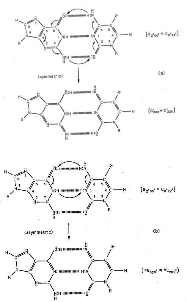 Figure 2: (a) Symmetric and (b) asymmetric channels for EPR-generated [29-31] proton-proton separation and electron arrangements at a G-C site.) ((a) Symmetric channel for proton exchange tunneling electron rearrangement, yielding two enol-imine hydrogen bonds between complementary G-C. Here an energetic guanine amino proton initiates the reaction. (b) The asymmetric exchange tunneling channel, yielding the G-C “hybrid state” containing one enol-imine and one keto-amino hydrogen bond. An energetic cytosine amino proton initiates reaction in this channel. An annulus of reaction is identified by arrows within each G-C reactant duplex. Electron lone-pairs are represented by double dots: Subscript notation for *G0200, etc. is given in Figure 3 legend).