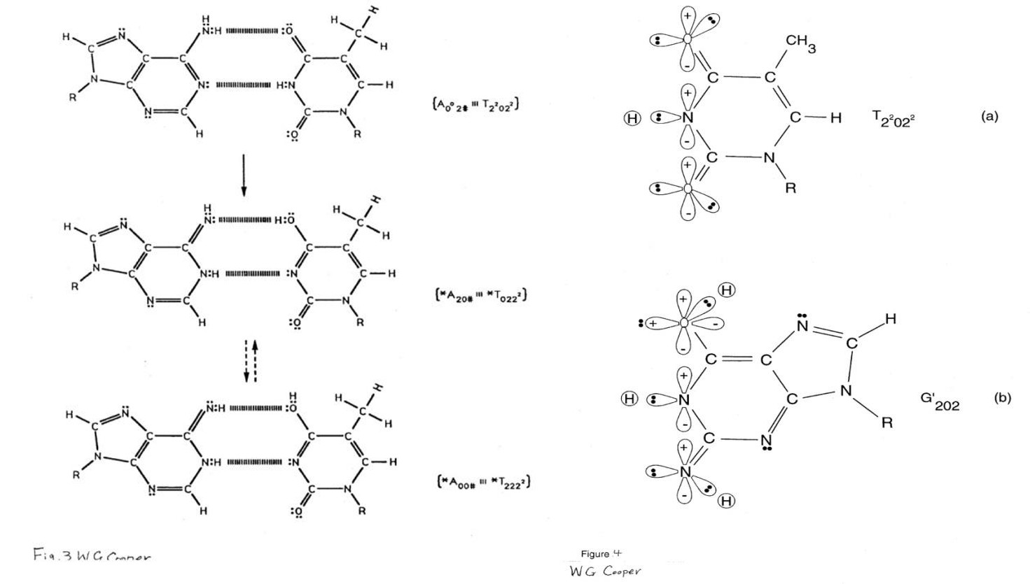 Figure 4: Metastable and entangled proton qubit _*A-*T_ states. (Figure 4: Pathway for metastable keto-amino A-T protons to populate enol and imine proton qubit states. Dashed arrows indicate proton oscillatory pathway for enol and imine proton qubit _*A-*T_ states. Notation is given in Figure 3 legend. The # symbol indicates the position is occupied by ordinary hydrogen unsuitable for hydrogen bonding.) Suggest quantum information processing of EPR- generated entangled proton qubits [35-39] is operational in all duplex DNA and RNA molecular genetic systems [15-22]. This led to identifying EPR-generated entangled proton qubits [35-39,49-51,54] measured by, δt << 10–13 s, Grover’s [40] quantum processors, which form enzyme – proton entanglement states that implement, and execute, quantum information processing, Δtʹ ≤ 10–14 s [13,35-39], before genome duplication is initiated [23]. Consistent with evolution theory [4,28], _ts_ and _td_ properties exhibited by ancient heteroduplex heterozygote T4 phage _ts_ systems [15-17] ― i.e.,_G´-C´_, _*G-_ _*C_& _*A-*T_ base pairs containing EPR-generated [29-31] entangled proton qubits― are also exhibited by (_a_) human rodent STR genomic evolution [38,52], and by (_b_) human gene systems [35-37,39,47-51]. These observations and analyses imply EPR-generated, entangled proton qubits [35-39] occupy decoherence-free subspaces [67-69] for months, years and/or decades, if their measurements, in fact, simulate evolutionary distributions of the 22 most abundant STRs belonging to rat and human genomes [52], which the EPR-entanglement algorithm model does very well [35,38]. In this case, a substantial percentage of EPR- generated entangled proton qubits occupying decoherence-free subspaces [11,37-39,67-69] is “isolated” from their decohering environments [4-6] until “measured by” Grover’s [40] quantum processors [35,36].