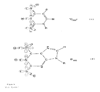 Figure 5: Approximate structure “seen by” enzyme quantum processor systems. Figure 5 Approximate proton−electron hydrogen bonding structure “seen by” Grover’s [40] enzyme quantum reader in intervals, δt << 10–13 s, encountering (a) normal thymine, T22 0 22; (b) enzyme-entangled enol- imine _G'2 0 2_; (c) enzyme-entangled imino cytosine, _*C2 0_ _2__2_, and (d) enzyme-entangled enol-imine _G'0 0 2_. Notation is specified in Figure 3 legend. Successful implementation of Grover’s [40] processors executing quantum information processing of EPR- generated [29-31], entangled proton qubits in ancient [46] T4 phage [15-17] and modern eukaryotic [37-39,54] systems argues that “ancient” quantum transcription of entangled proton qubits [35,36], and attendant translation, antedate “standard” classical transcription [28] of genetic information where “evolved” translation [57] is executed in terms of fully developed ribosomes with tRNAs, etc. In this case, ancestral ribozyme – RNA duplex systems [35,36,58-61] acquired rudimentary quantum processing [40] abilities to implement quantum transcription, and attendant translation, of EPR-generated [29-31] entangled proton qubits, and consequently, such ancestral genomic systems would not necessarily be evolutionarily terminal as concluded by Koonin’s [57] classical assessments. Origin of quantum enhanced genetic information required selection of variant primitive RNA – ribozyme peptide systems to execute quantum processing [40-45], which incrementally generated quantum entanglement algorithmic processes that yielded RNA protein systems [35,36], from which DNA protein systems emerged. The ensuing entanglement-enabled genomic evolutionary pathways [36] identify rationale and originsof age-related human disease [35,39], including Huntington’s disease [37,53,54], age-related cancer [35,39,56,75], Alzheimer’s disease [35,39,76,77], and by analogous arguments, ALS (amyotrophic lateral sclerosis [78,79]).“Classical only” molecular genetic assessments of these human maladies have neglected entanglement-enabled contributions [35- 39,54] responsible for evolutionary and molecular genetics manifestations, and consequently, have perpetrated misleading conclusions.