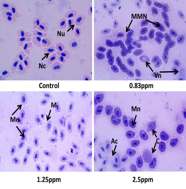 Figure 1: Atrazine Induced Micronucleus and Nuclear Alterations in Erythrocytes of Male Poecilia sphenops. (Nu-Nucleus, Nc-Normal cell, MMN –Multiple Micronucleus, Vn- Vacuole nuclei, Mn-Micronucleus, M- Microcyte, C-Cariolysis, Ac-Altered cell.)
