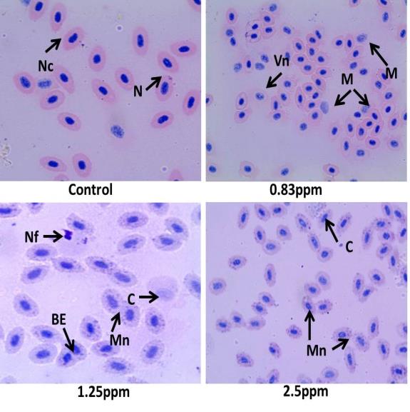 Figure 2: Atrazine Induced Micronucleus and Nuclear Alterations in Erythrocytes of Female Poecilia sphenops.(N-Nucleus, Nc- Normal cell, Vn- Vacuole nuclei, M-Microcyte, Nf-Nuclear fragmentation, Mn – Micronucleus, BE-Binucleated Erythocytes, C- Cariolysis) In this study, it is also investigated whether atrazine- induce DNA damage. After exposure of Poecilia sphenops with different concentrations of atrazine, liver cell DNA is isolated. This isolated DNA is run on 0.8% agarose gel and the photograph is taken under UV light. As shown in Figure 3 & 4, chromosomal DNA is detected on the upper portion of the gel in control fish sample. The results predict that DNA fragmentation patterns are detected in DNA extracted from cells treated with atrazine, but no DNA fragmentation are detected in controls.