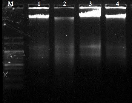 Figure 4: Atrazine induced DNA Fragmentation in Liver of Female