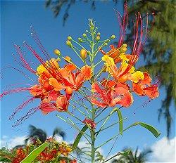 Figure 1: _Caesalpinia pulcherrima_ (Pride of Barbados plant). Caesalpinia pulcherrima also known as Pride of Barbados plant is a perennial large shrub or small tree found throughout the world. It has several medicinal properties, used in treatment of ulcer, fever, tumors, asthma, cholera, for abortion, promotes menstrual flow, as a purgative or the watery evacuation of the bowels, for producing energy, to relieve chest affections, widely used for the cure of bronchitis, for malarial fevers and so many others [3]. Ceasalpiniapulcherrima also has uses in the folk medicine: the stem is used as an abortifacient and emmenagogue, while decoctions of the roots and bark are used as a febrifuge and to treat liver disorders as well as ulcers from mouth and throat. Previous studies on this plant have resulted in the isolation of several diterpenoids [6,7], flavonoids, peltogynoids, and homomisoflavonoids. Some of the constituents were found to possess antitumor, antimicrobial properties. The infusion of the leaves or the bark is used to prevent recurrence like malaria, promote menstrual flow, and work as a purgative and for producing energy. Due to the presence of different chemical compounds, the bark part of this plant may possess some pharmacological activities. A combination of the roots, bark, and leaves may be boiled into a medicinal tea, which is given to patients as a treatment for fever, jaundice, kidney disease, and gastrointestinal disorders. Gargling with the tea is also said to treat sores in the mouth or throat. Disorders from the respiratory system can be treated by giving the patients the seed of the plant to chew. The root also contains toxins that are sometimes used by folk doctors to induce abortion. A liquid extracted from the flowers of the plant is often used topically as an eye wash or applied to the body as an insecticide. The liquid is sometimes consumed to treat a variety of other conditions. Patients with severe gastrointestinal disorders, including dysentery or severe diarrhea, may also be given the fruit of the plant, which is said to have astringent properties, to eat. These properties help the plant to dry out the intestinal tract. The plant is known, however, to be an antiseptic and an anti-inflammatory. These qualities may make it useful in the treatment of gastrointestinal disorders and internal or external wound. Preliminary medical studies have also indicated that Caesalpiniapulcherrima may also assist in weight loss. Mice given enzymes that are found in this plant were able to lose weight at a faster rate than the mice in the control group. Despite its potential medicinal uses