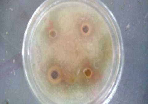 Figure 3: Showing antibacterial activity of _Ceasalpiniapulcherrima_ leaf against _Salmonella typh._