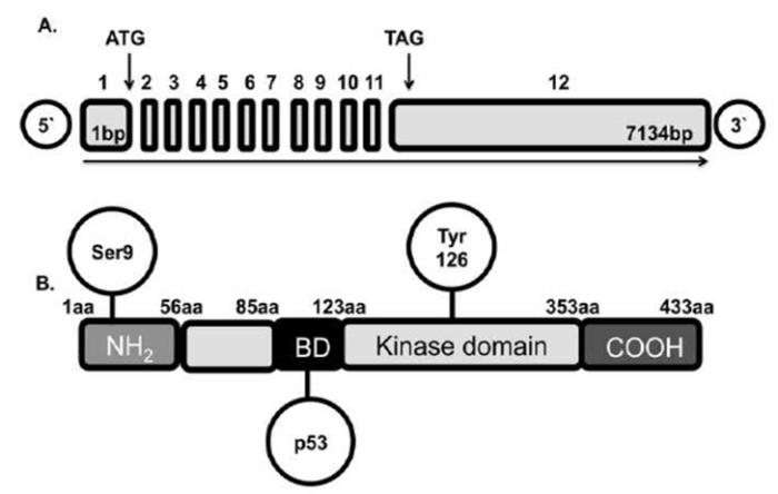 Figure 1: GSK-3β structure. A) The gene is compound of 12 exons. B) The protein has N-terminal and C- terminal extremes, a kinase domain and a BD region associated with a binding site to p53.