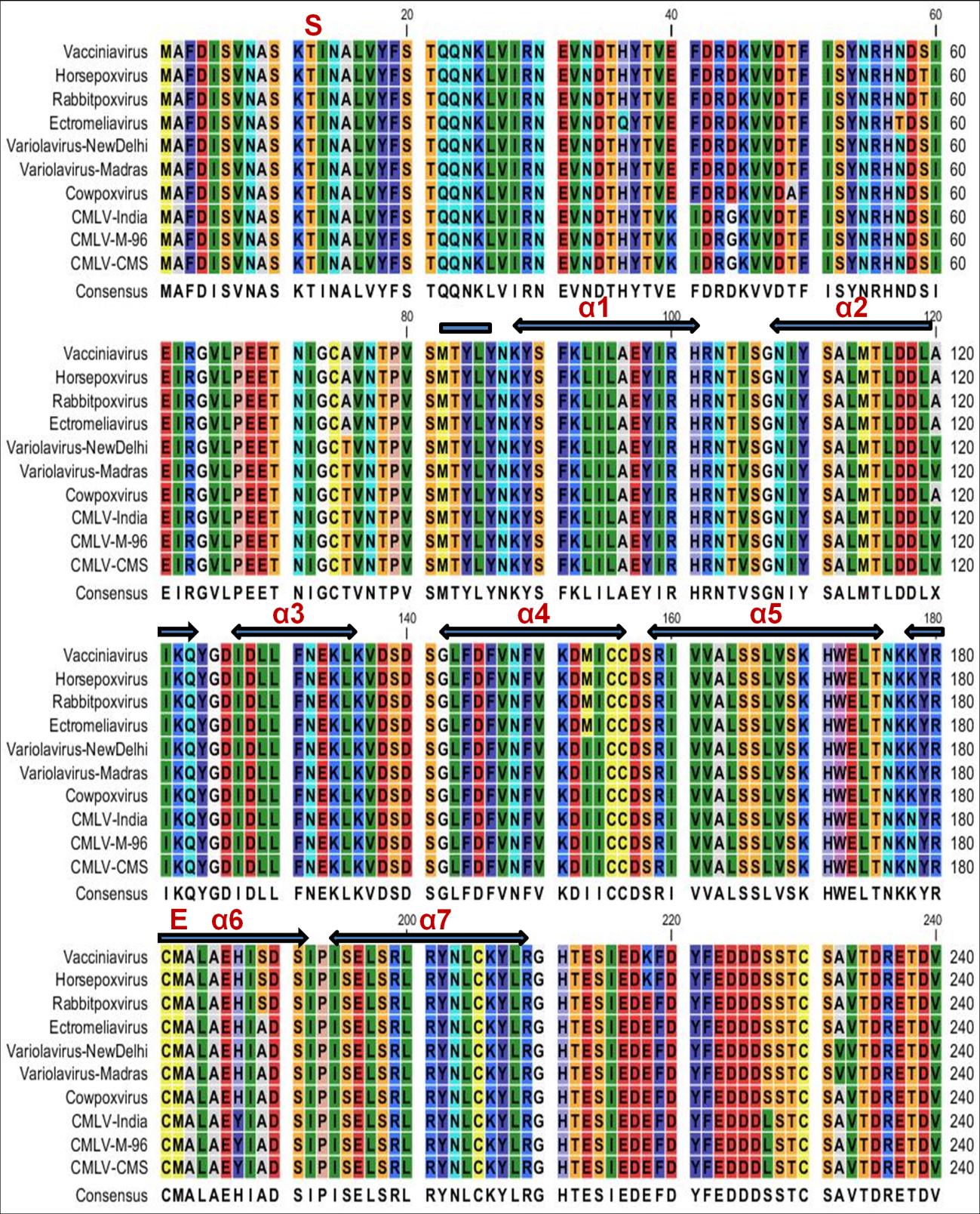Figure 1: The open reading frame of the 163R gene of CMLV obtained from India was 723 bp in length, encoding 240 amino acids. Nucleotide and deduced amino acid residue sequence homologies of 163R gene of CMLV obtained from India and the other orthopoxviruses (complete sequences available) are shown in Table 2. The functional domain found in all the 10 orthopoxviral proteins analysed is Poxvirus (Pfam id: PF06227.7).