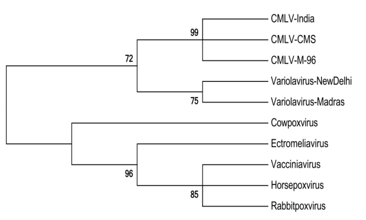 Figure 2: Phylogenetic tree based on amino acid residue sequences of Indian CMLV 163R gene and its orthologues from different orthopoxviruses, constructed by the neighbor-joining method using Mega 6(Molecular Evolutionary genetics Analysis software with bootstrap values calculated for 1,000 replicates. Horizontal distances are proportional to the genetic distances. Vertical distances are arbitrary. The numbers at each branch represent bootstrap values (1000 replicates).
