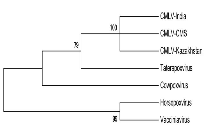 Figure 4: Phylogenetic tree based on amino acid residue sequences of Indian CMLV 201R gene and its orthologues from different orthopoxviruses, constructed by the neighbor-joining method using Mega 6(Molecular Evolutionary genetics Analysis software with bootstrap values calculated for 1,000 replicates. Horizontal distances are proportional to the genetic distances. Vertical distances are arbitrary. The numbers at each branch represent bootstrap values (1000 replicates).