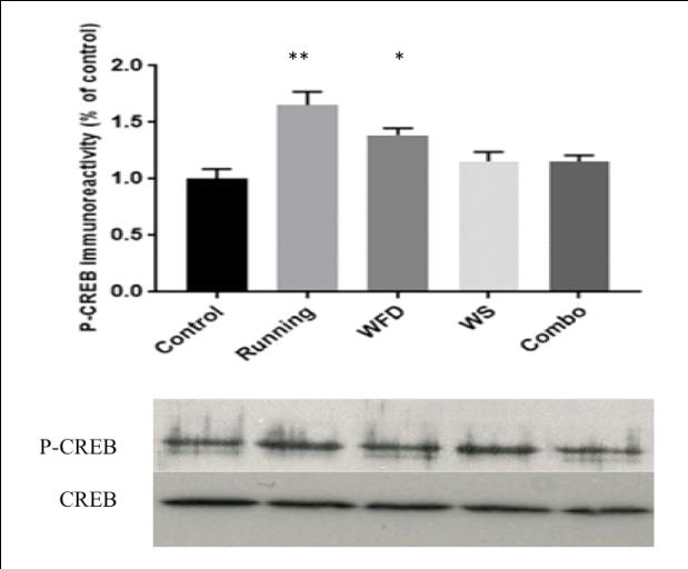 Figure 4: Panel (A): Western blot: acetylcholine muscarinic GPCR receptor (type 1) in rat frontal cortex: There are significant treatment effects on the expression of M₁GPCR across groups(p = 0.001). Post-hoc LSD specified higher receptor concentrations in the frontal cortices of running rats (n = 10) relative to (*) vehicle (n = 8) p = 0.046. Panel (B): Western blot: Phospho-CREB expression in rat frontal cortex, where P-CREB levels in the running group (** marks p < 0.000) and WFD-treated group (* marks p = 0.003) are significantly higher than in controls. The running group also activates significantly more CREB than do the WFD- (p = 0.032),WS- (p < 0.000) and combo- (p < 0.000) treated groups (not marked on the graph). Optical density values were normalized along a standard curve of gray values to correct for differences in film appearance.
