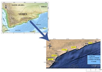 Figure 1: Map of the Hadhramout governorate, showing study area location. Sampling and Analysis Different indicators samples for this study were taken from five locations that have been selected along the Hadhramout coast. These, locations include western border - east Burum and eastern Arryidah - region and the area between them, which is representative of the cape of - Mukalla, Sheher and Ras-Sharma. In order to ensure the inclusion of the largest area of the region, location consists of three sub-stations. The sites location is shown in Table 1. The study area extends from Burum area in the west (14º 35’ N and 48° 59́ 537″E) to Arryidah in the east (14º 89’ N and 49º15’ E) in addition to Ras Sharma as background (protect area). In general, these coasts are irregular in form, but dominated by sandy bays of varying size separated by promontories of limestone or igneous rocks sometimes of substantial height such as Burum area and Al-Mukalla. Sample sediments locations were recorded by Digital GPS Navigator (Model: KGP-913). Samples were collected from the Hadhramout Governorate/Yemen from August 2013 to May 2014 once a month. Over this interval, the