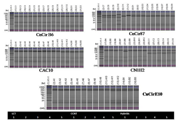 Figure 1: Molecular profiling of hybrid (VPM 5) and parents (Female (LCT), Male (CCNT) with SSR markers. Microsatellites being co-dominant, a true type hybrid would possess the banding pattern of both the parents. Based on the improved performance over the check variety VHC 1 and ECT versatile features of this coconut hybrid LCT x CCNT was released by Tamil Nadu Agricultural University as a new hybrid VPM 5 for general cultivation in Tamil Nadu during 2014. The comparison using DUS traits of the hybrid VPM 5 with parents Laccadive Ordinary Tall (LCT) and Cochin China (CCNT) revealed that the hybrid VPM 5 has many distinguishable characters when compared to reference varieties VHC 1 and ECT (Supplemental data 1). Owing to the superior performance of coconut hybrids, there is heavy demand for hybrid varieties which are early and heavy bearing. According to Bourdeix [14], before 1993, about 400 coconut hybrids were created around the world in national research programmes: however, less than ten of these coconut hybrids were tested internationally under various ecological conditions (figure 2).