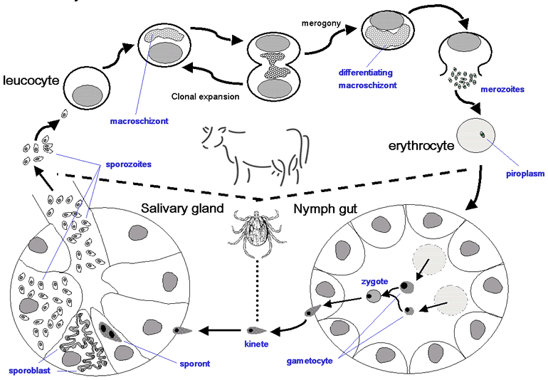 Figure 1: Life cycle of T. annulata.