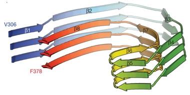 Figure 1: C- shaped Tau, Credit and permission: Scheres Group MRC-LMB.