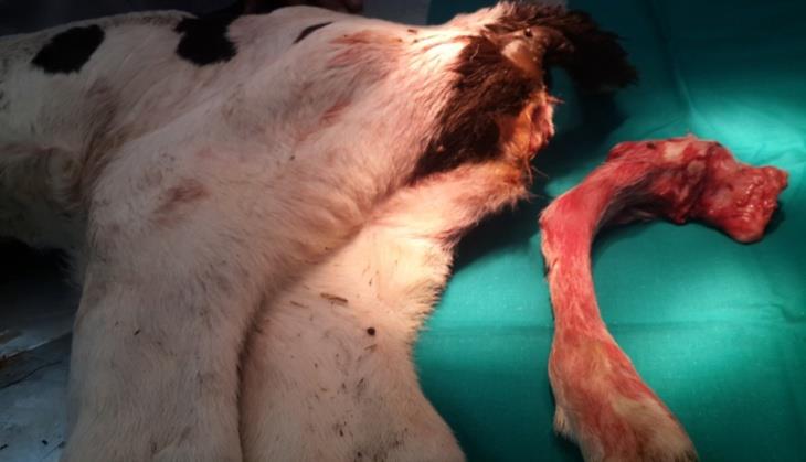 Figure 2: The calf after surgical excision of the accessory limb, the creation of an anal opening, and the closure of the rectovaginal fistula. Post-operatively, the calf was administered 8 mg/kg body weight procaine penicillin and 10 mg/kg body weight dihydrostreptomycin sulphate (Pen & Strep, each ml contains: procaine benzylpenicillin 200 mg and dihydrostreptomycin sulphate equivalent to dihydrostreptomycin 200 mg, Norbrook Laboratories Limited Newry, Co. Down, Northen Ireland), IM, once daily for three consecutive days. Radio graphical as well as, growth anatomical examinations were conducted on the excised supernumerary limb.