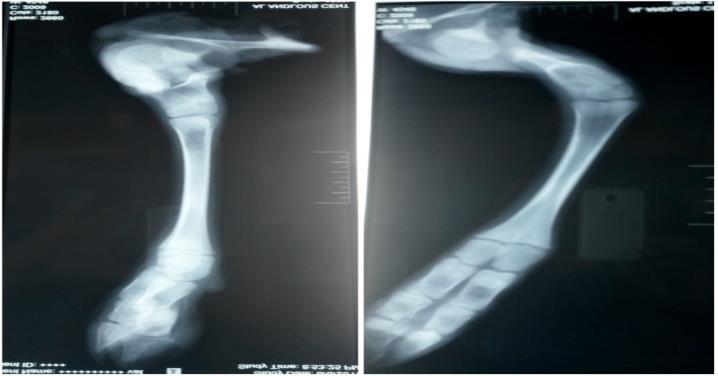 Figure 3: The radiograph of the accessory limb: Undeveloped pelvic bone, a short femur with an enlarged rounded distal end. A large calcaneal bone. Fused joints (tarsal, fetlock, pastern, and coffin). The absence of patella, fibulae, and sesamoid bones.