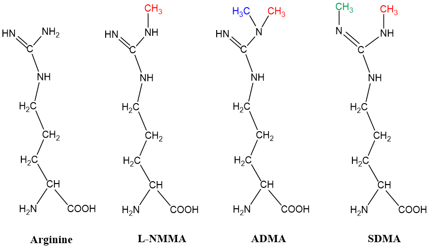 Figure 1: Structure of Arginine, NG-monomethyl-L- arginine (L-NMMA), Asymmetrical dimethylarginine (ADMA) and symmetrical dimethylarginine (SDMA).