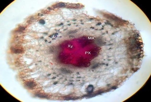 Figure 1: Morphological Characteristics of Wedelia trilobata L. Root.