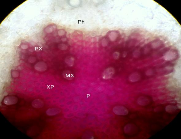 Figure 5: T.S of Root portion of Wedelia pilosa L. showed Vascular Bundles. Ph: Phloem; PX: Proto Xylem; Mx: Meta Xylem; XP: Xylem Parenchyma; P: Pith. Powder microscopy: The powder plant material is buff in color, showed lignified spiral vessels, parenchyma, cork cells, medullary rays and Xylem vessels as shown in Figure 6