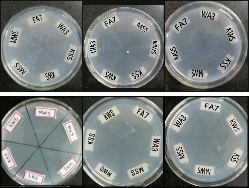 Figure 2: Growth of isolates on different concentrations of industrial effluent.