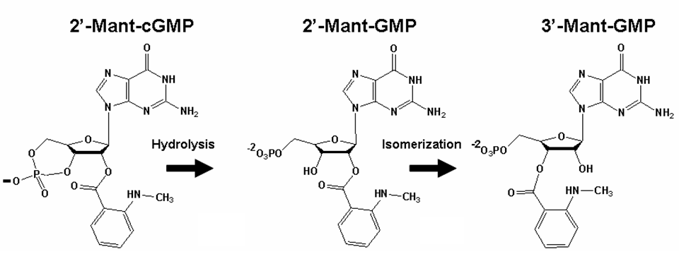 Figure 1: Chemical structures of 2’-O-(N-methylanthraniloyl)-cGMP (2’-mant-cGMP, mant- cGMP) and the products [2’- mant-5’-GMP (2’-mant-GMP) and 3’-mant-5’-GMP (3’-mant-GMP)] of PDE5 hydrolysis.