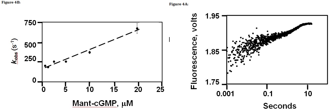 Figure 4: Dependence of the rates of mant-cGMP binding to isolated PDE5 C domain on mant-cGMP concentration at 4°C. Rate constants were measured following single- mixing of PDE5 C domain and mant-cGMP. Final concentrations in the stopped-flow cell for each rate (_k__obs_) determination were 1.2 µM C domain and the indicated concentration of mant-cGMP in 36 mM MgCl2,20 mM Tris, 50 mM NaCl, pH 7.5. _A)_ Data used to calculate the rate of 20 μM mant-cGMP binding to isolated PDE5 C domain. _B_) The line fit through the data shown in A corresponds to a second order rate constant of 2.4 x 107 M-1 s-1 and a y- intercept of 164s-1. Observed rates are the mean ± S.E.M. of the results, _n_ = 3 The highest Mg2+concentration tested (36 mM) in the stopped-flow experiments was 3.6 times higher than that used in standard PDE assays (10 mM), so the Mg2+effect on C domain steady-state kinetics was also assessed in a standard PDE assay. This was done using saturating substrate, 20 µM cGMP, and varying concentrations of MgCl2 (0-10 mM). Under these conditions PDE catalytic activity increased with increasing concentrations of Mg2+and plateaued at ~5 mM Mg2+ with a measured activation constant (_K__a_) of 1.0 mM Mg2+ (Figure 5). Thus, under both steady-state and pre-steady-state conditions the C domain activity was Mg2+-dependent and required Mg2+ in the millimolar range.