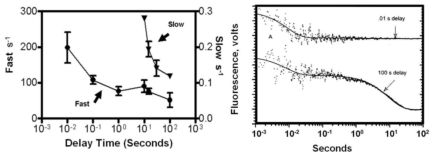 Figure 7: The time-dependent decrease in FRET between mant-cGMP and PDE after mixing with excess cGMP. PDE5 C domain (4 μM final in stopped-flow cell) and mant- cGMP (8 μM final) were pre-mixed, incubated for the indicated time in a delay line and then mixed with cGMP (2 mM final). Data for a 0.01 sec delay (upper curve) are fit by a kobs of 154 s-1 and the data obtained after a 100 sec delay (lower curve) by kobs of 122 s-1 and 0.11 s-1. The dependence of the rapid and slow rates upon the length of the delay time. Experimental conditions: 20 mM Tris-HCl, pH 7.5, 50 mM NaCl, 36 mM MgCl2. Data points represent the mean ± S.E.M of the measured rate, _n_ = 4. The hydrolytic rate of mant-cGMP by PDE C domain was determined by quench-flow. mant-cGMP was mixed with enzyme, incubated for the indicated time, and the reaction was stopped by mixing with 30 mM KH2PO4 and 10 mM tetrabutyl ammonium hydroxide, pH 2.65, as described in Experimental Procedures. The time International Journal of Biochemistry & Physiology