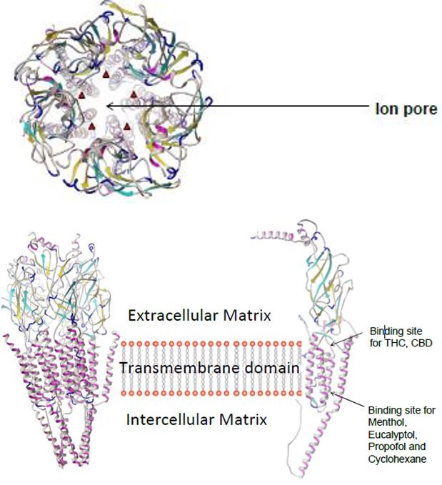 Figure 1: 5-HT3 chain a receptor.